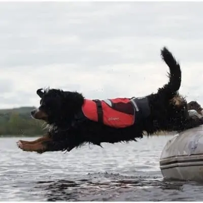 Crewsaver Pet Buoyancy Aid - Image
