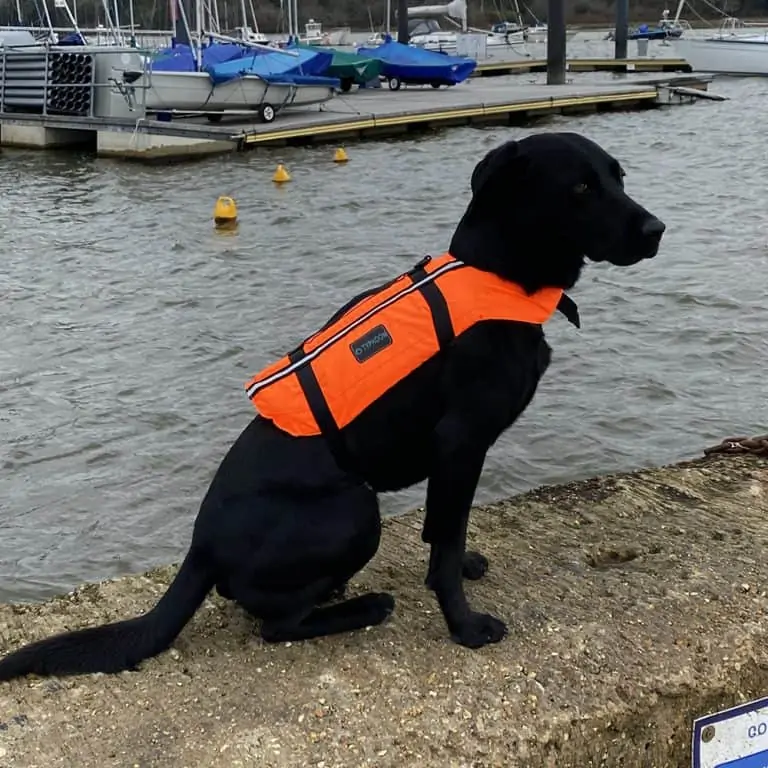 Typhoon Totland Dog Vest - Image