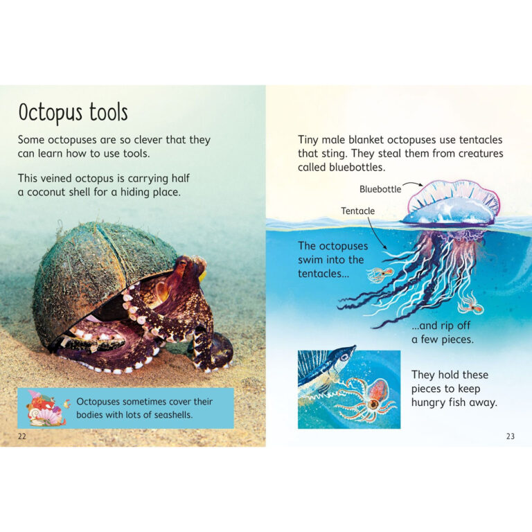 Beinners Octopuses - Image